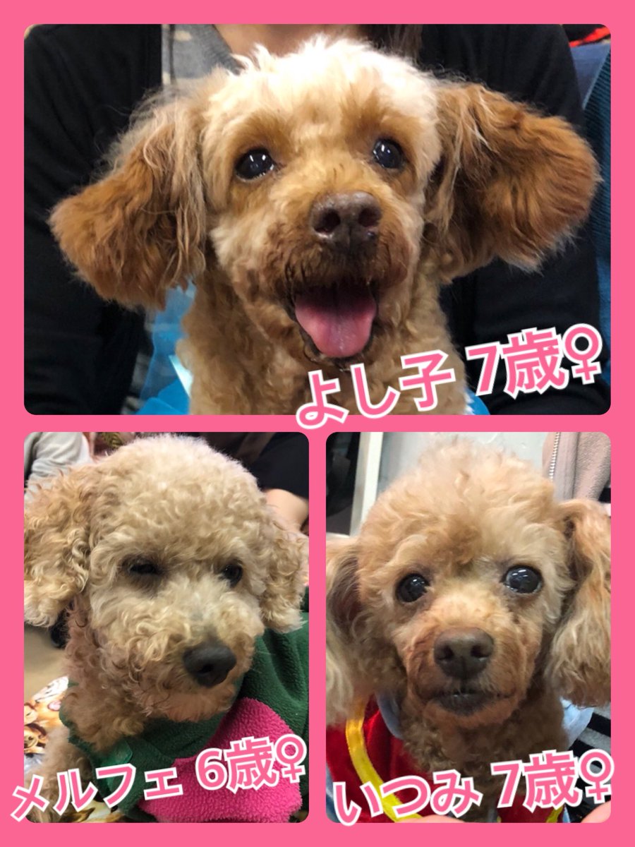 🐾今日の里親様募集中ワンコ🐶メンバーです🐾2019,10,23